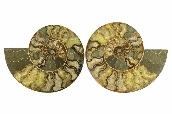 Cut & Polished, Agatized Ammonite Fossil - Madagascar #291876